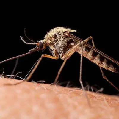mosquito on skin closeup