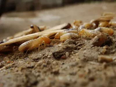 closeup of termites in wooden dust