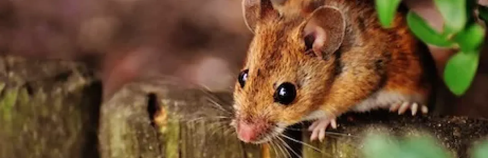 mice