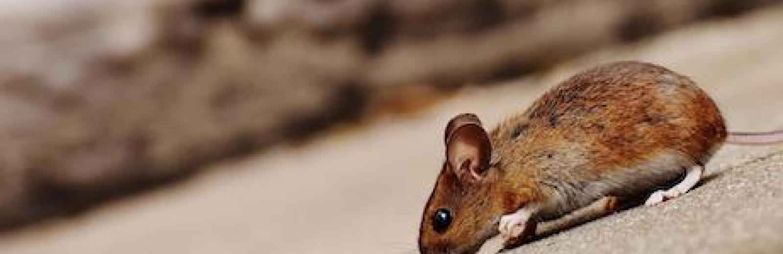 small mouse on the concrete floor
