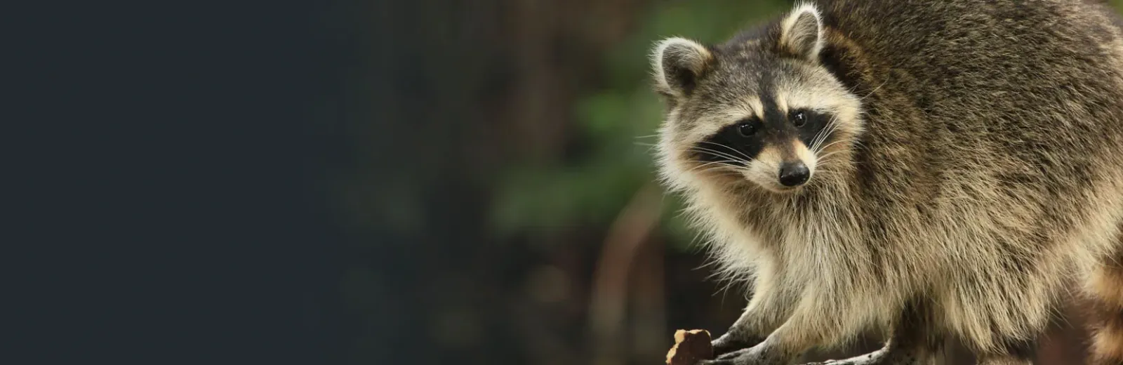 Raccoon eating outside