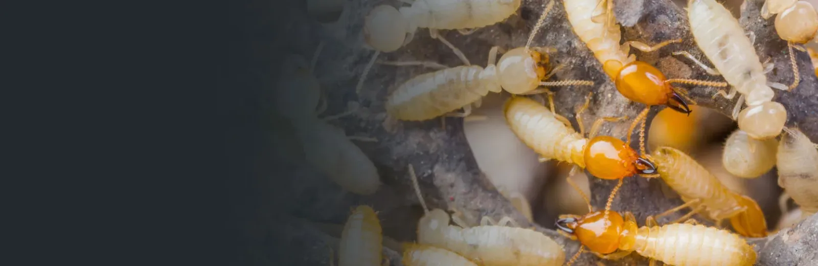 Termites on wood