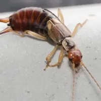 Brown earwig sitting on a white surface