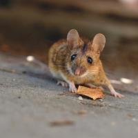 house mice