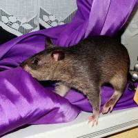rat hiding in curtain