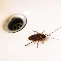 roach in a sink