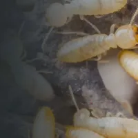 Termites on wood