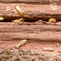 termites