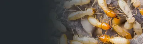 Termites on wood