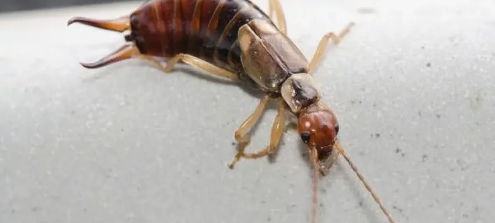 Brown earwig sitting on a white surface