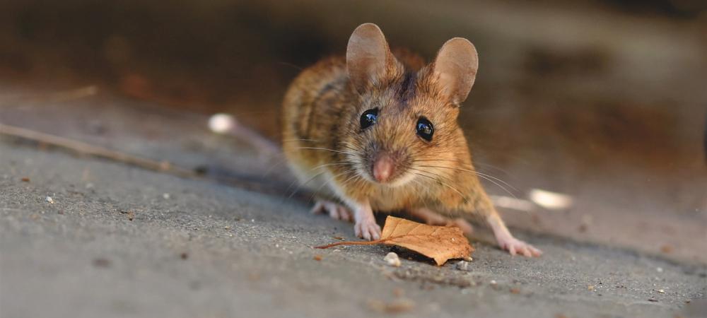 house mice