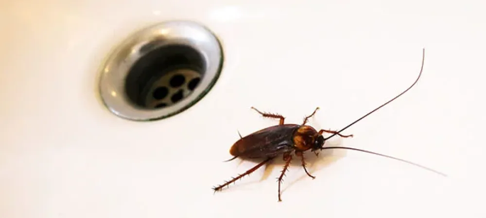 roach in a sink