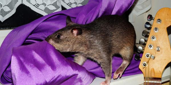 rat hiding in curtain