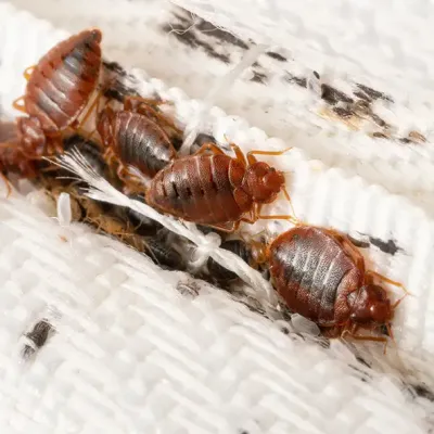 bed bugs closeup 