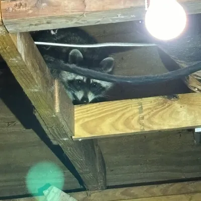 raccoon
