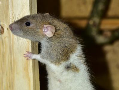 rat hiding against wall