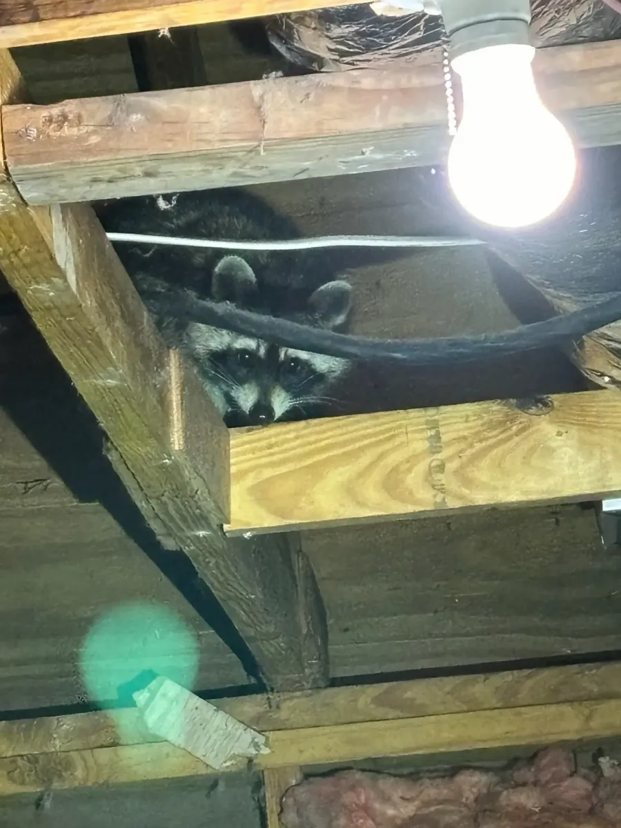 raccoon