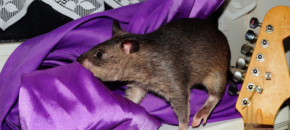 rat hiding in curtain