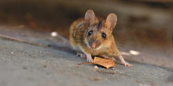 house mice